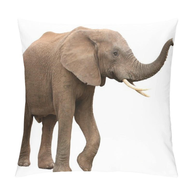 Personality  African Elephant Isolated on White pillow covers