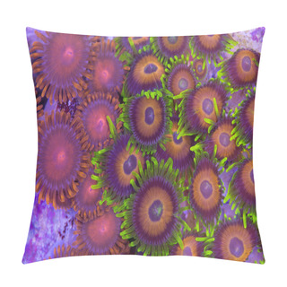 Personality  Zoanthids Pillow Covers