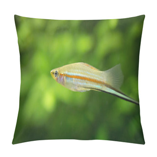 Personality  Xiphophorus Hellerii. Tropische Fische Schwimmen Im Aquarium, The Best Photo Pillow Covers