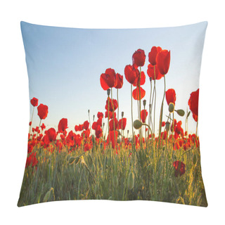 Personality  Red Poppy Wild Flowers Blooming In The Springtime Fields, Blue Sky Background, Copy Space Pillow Covers