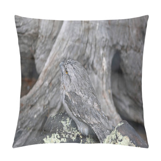 Personality  Tawny Frogmouth Camouflage - Phillip Island, Victoria, Australia Pillow Covers