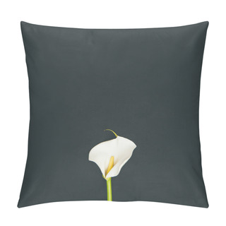 Personality  Tender Blooming Calla Flower Isolated On Black Pillow Covers