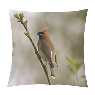 Personality  Cedar Waxwing Shot Pillow Covers