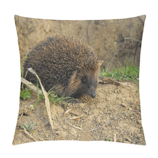 Personality  Hedgehog Pillow Covers