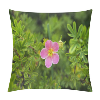 Personality  Bush Cinquefoil Pink (Potentilla Fruticosa) In Garden. Pillow Covers