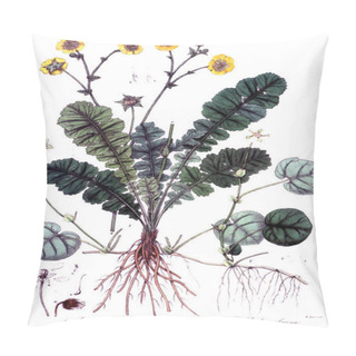 Personality  The Botanical Theme.  Old Picture Pillow Covers