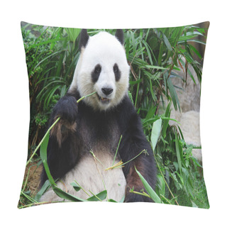 Personality  Giant Panda Bear Eating Bamboo Pillow Covers