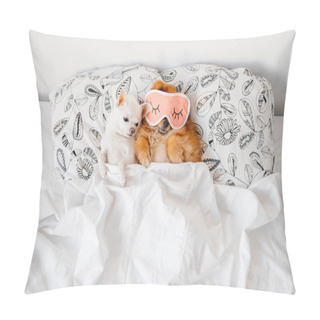 Personality  Top View Of Cute Pomeranian And Chihuahua Puppies Lying On Pillows Under Blanket Pillow Covers