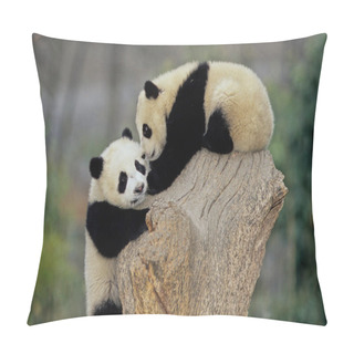 Personality  The Giant Panda (Ailuropoda Melanoleuca; Chinese: Pinyin: Dxingmo),also Known As The Panda Bear Or Simply The Panda, Is A Bear Native To South Central China. Pillow Covers