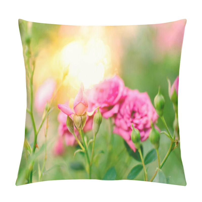 Personality  Pink roses. Charming sunny morning in rose garden. Floral background. Soft focus. Copy space. pillow covers