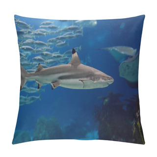Personality  Lisbon Oceanarium Shark Pillow Covers