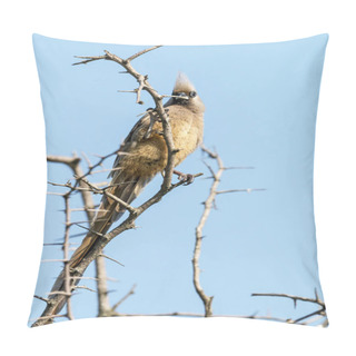Personality  Speckled Mouse Bird Perched On Leafless Thorn Tree Branches Pillow Covers