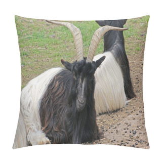 Personality  Resting Valais Blackneck Goats Pillow Covers