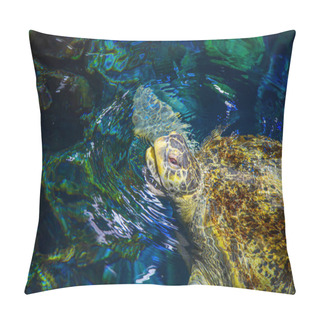 Personality  Green Sea Turtle At New England Aquarium Pillow Covers