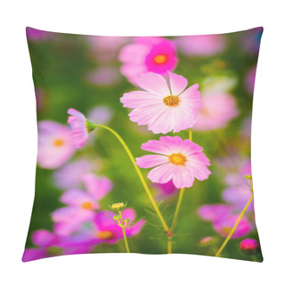 Personality  Cosmos Flowers In The Garden , Lumphun Province Thailand Pillow Covers