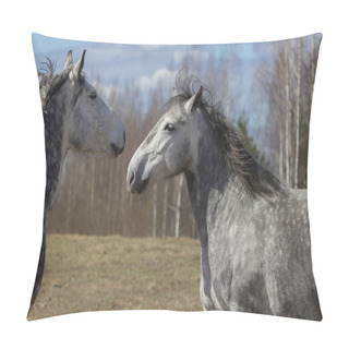 Personality  Acquaintance Of Two Grey Horses In The Pasture On Sunny Spring Day.  Pillow Covers