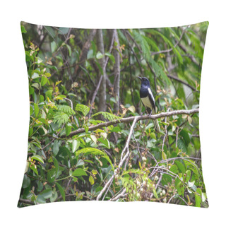 Personality  The Oriental Magpie, Native To East Asia, Is Recognized For Its Striking Black And White Plumage And Intelligent Behavior.  Pillow Covers