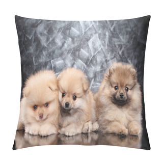 Personality  Ground Zwergspit Puppies Lying Pillow Covers