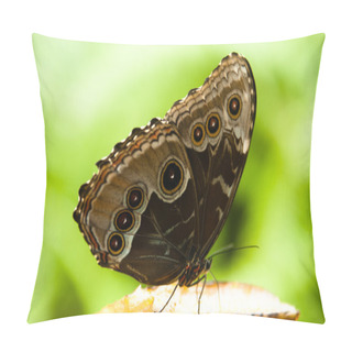 Personality  Butterfly Pillow Covers