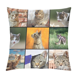 Personality  Funny Cats Images Pillow Covers