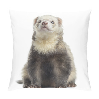 Personality  Ferret, Sitting, Isolated On White Pillow Covers