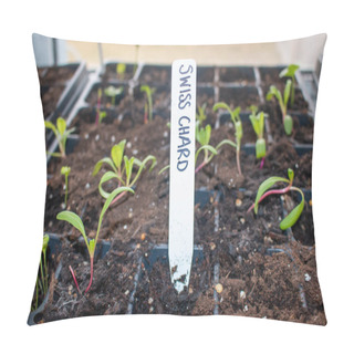 Personality  Fresh Young Green, Yellow And Red Chard Vegetable Seedlings Having Just Germinated In Soil Slowly Rise Above The Soil With A Very Shallow Depth Of Field. Pillow Covers