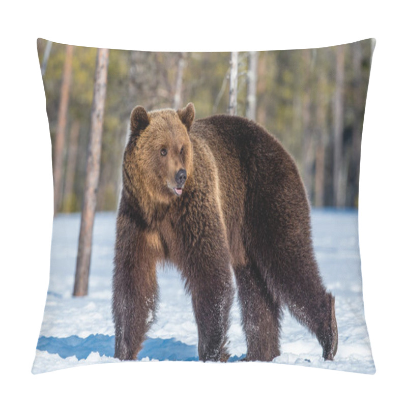 Personality  Brown Bear on the snow in spring forest. Front view. Ursus arctos. pillow covers