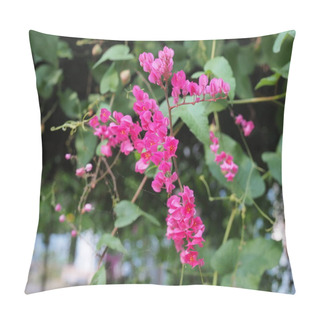 Personality  Pink Wild Flower Close Up Pictures Blurred Natural Leaf Background.Bougainvillea Bright Pink Paper Flower.A Pink Clematis Plant Native To Mexico.  Pillow Covers
