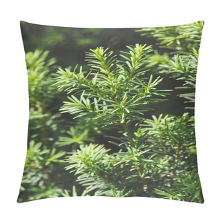 Personality  Hemlock Tree Green Branches And Leaves Background Pillow Covers
