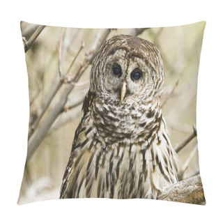 Personality  Barred Owl Pillow Covers