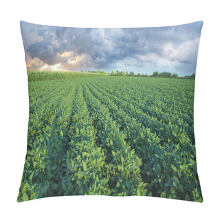 Personality  Soy Field With Rows Of Soya Bean Plants Pillow Covers