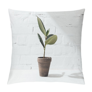 Personality  Front View Of Potted Ficus Plant On White Table  Pillow Covers