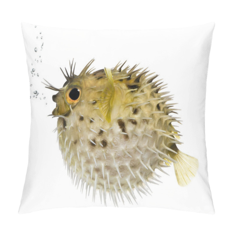 Personality  Long-spine porcupinefish also know as spiny balloonfish (fish) - pillow covers