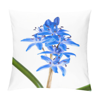 Personality  Siberian Squill Pillow Covers