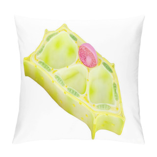 Personality  Plant Cell Isolated On White Background Pillow Covers
