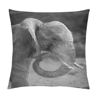 Personality  Mono African Elephant Squirts Dust From Trunk Pillow Covers
