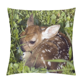 Personality  Whitetail Deer Fawn Pillow Covers