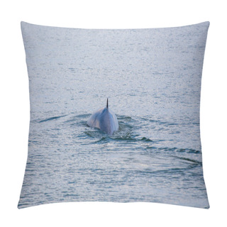 Personality  The Bryde's Whale (Balaenoptera Brydei) Is A Baleen Whale Found In Tropical And Subtropical Waters, Known For Its Streamlined Body And Graceful Movements.  Pillow Covers