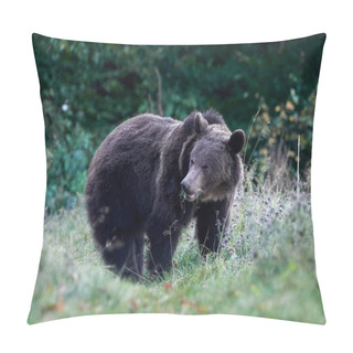 Personality  Eurasian Brown Bear (Ursus Arctos Arctos), Also Known As The European Brown Bear Pillow Covers