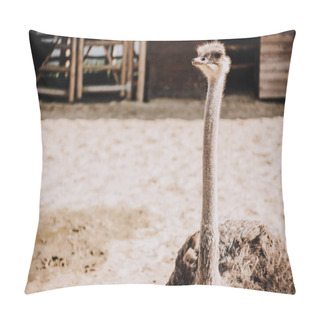 Personality  Close Up Shot Of Ostrich Standing In Corral Under Sunlight At Zoo Pillow Covers