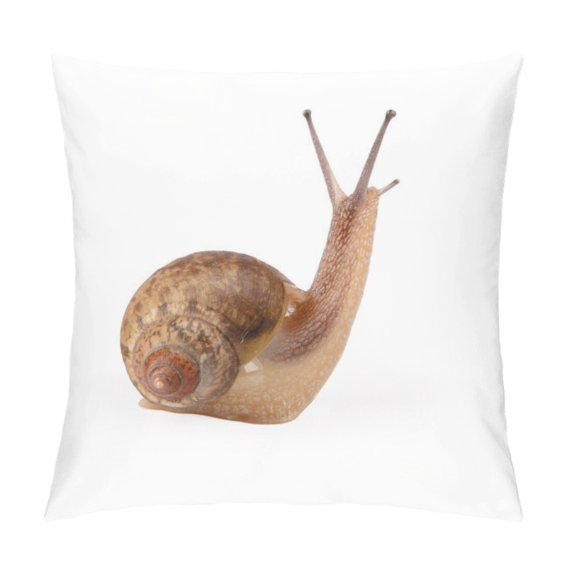 Personality  Garden Snail Is Being Looked Pillow Covers