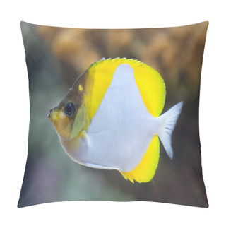 Personality  Pyramid Butterflyfish (Hemitaurichthys Polylepis). Pillow Covers