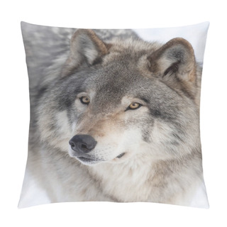 Personality  Timber Wolf Or Grey Wolf Portrait Closeup In Winter Snow In Canada Pillow Covers
