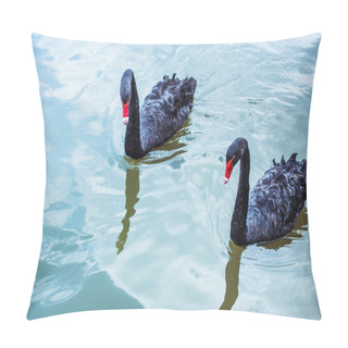 Personality  High Angle View Of Couple Of Black Swans Swimming In Blue Pond Together Pillow Covers