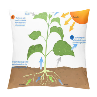 Personality  Photosynthesis Pillow Covers