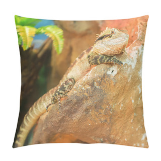 Personality  Eastern Water Dragon Resting On A Stone. Pillow Covers