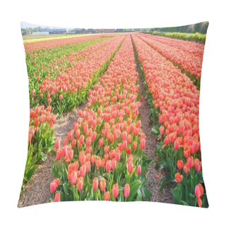 Personality  Blue Sky And Tulip Field Landscape, Traditional Dutch, Netherlands, Europe Pillow Covers
