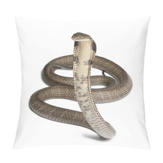 Personality  King Cobra - Ophiophagus Hannah, Poisonous, White Background Pillow Covers
