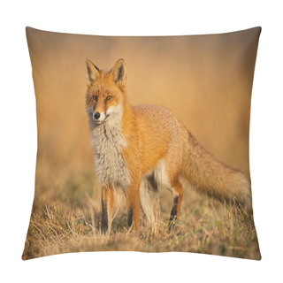Personality  Adult Fox With Clear Blurred Background At Sunset. Pillow Covers