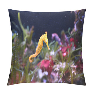 Personality  Tiger Snout Seahorse - West Australian Seahorse (Hippocampus Subelongatus) Swim Underwater In Ningaloo Reef In Western Australia. Pillow Covers